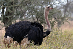 Struthio camelus massaicus