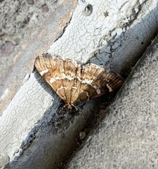 Hymenia perspectalis