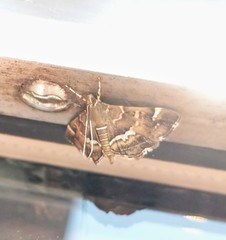 Hymenia perspectalis