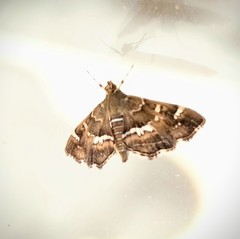Hymenia perspectalis