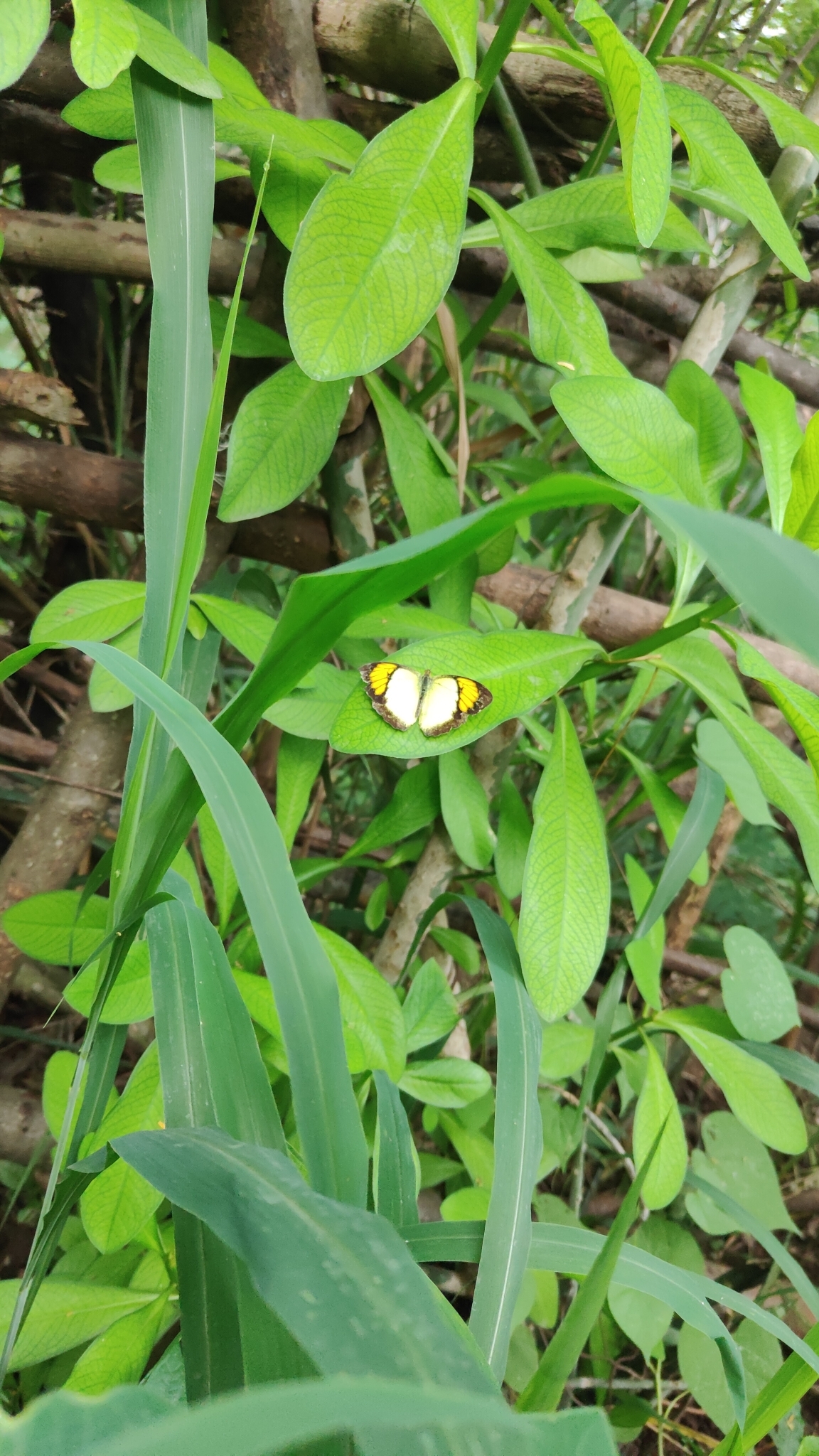 Yellow Orange-Tip