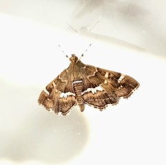Hymenia perspectalis