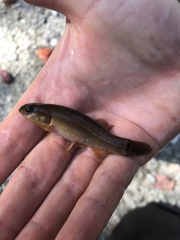 Umbra pygmaea