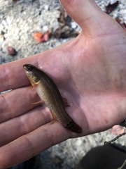 Umbra pygmaea