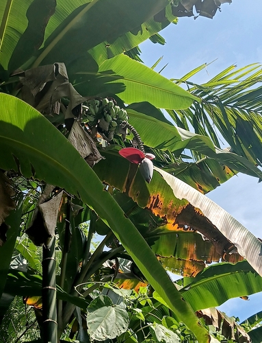 Banana (Musa balbisiana)