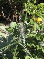 Argiope aurantia