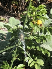 Argiope aurantia