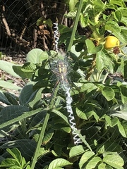 Argiope aurantia