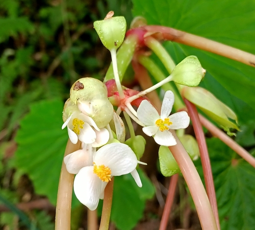 Begonia rieckei, photograph 5
