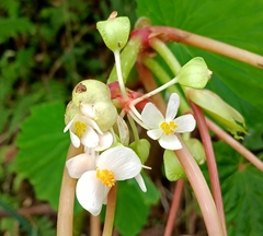 Mark Bulahao, CC BY, iNaturalist via GBIF Begonia rieckei, photograph Mark Bulahao, CC BY, iNaturalist via GBIF