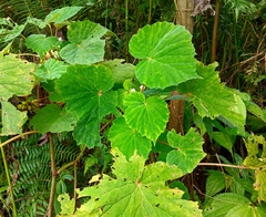 Begonia rieckei, photograph Mark Bulahao, CC BY, iNaturalist via GBIF