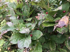 Lonicera alpigena