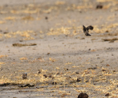 Pseudonigrita arnaudi