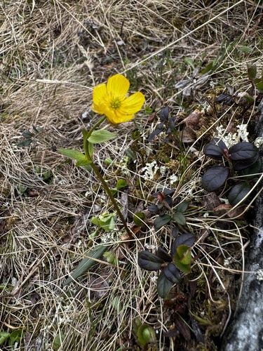 Snowy Buttercup (Ranunculus nivalis)