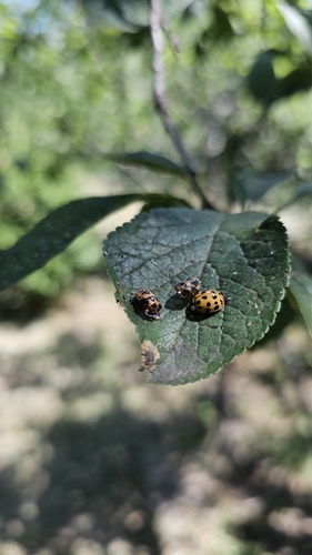 Asian Lady Beetle