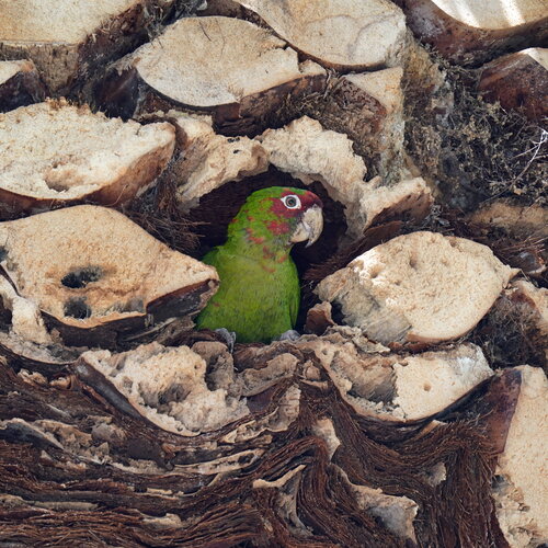 Mitred Parakeet (Psittacara mitratus), photo 10