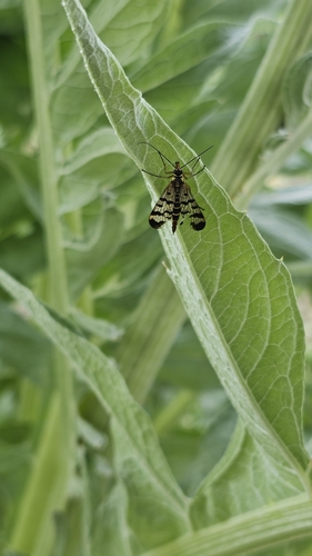 Meadow Scorpionfly