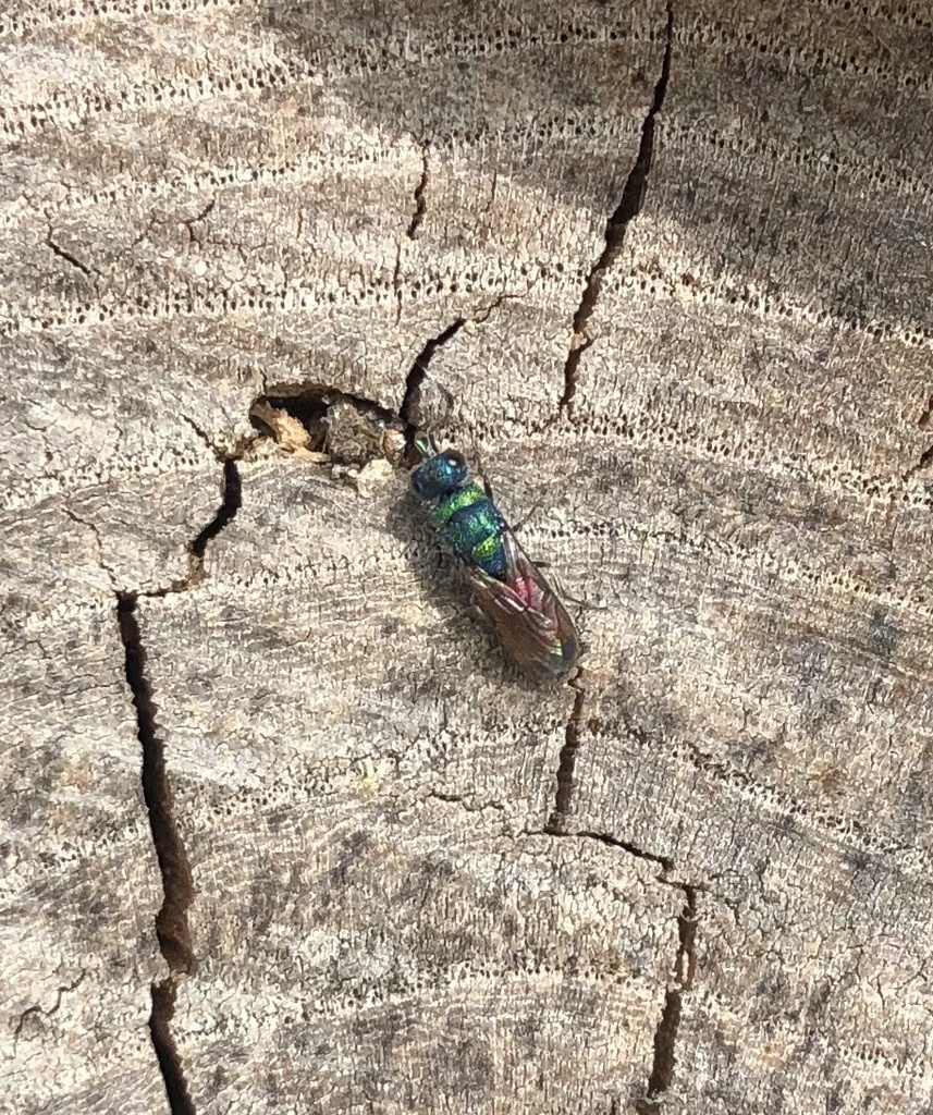 Chrysis rutilans