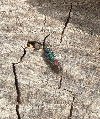 Chrysis rutilans