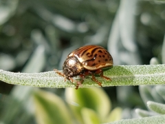Calligrapha philadelphica