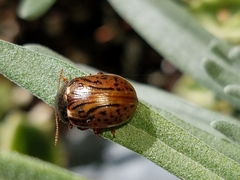 Calligrapha philadelphica
