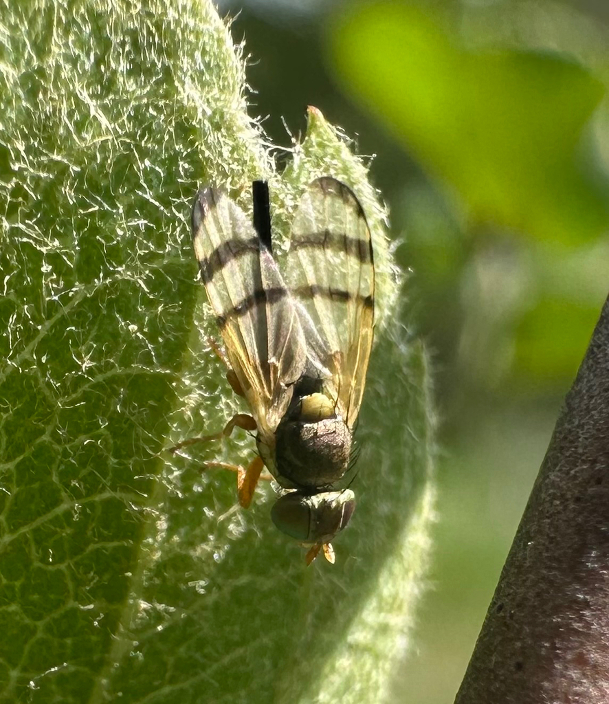 Bull Thistle Gall Fly from Toroda Creek Rd, Wauconda, WA, US on June 17 ...