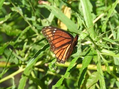 Limenitis archippus watsoni