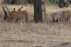 Tragelaphus oryx pattersonianus