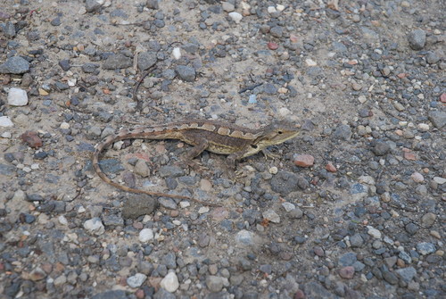 Amphibolurus muricatus