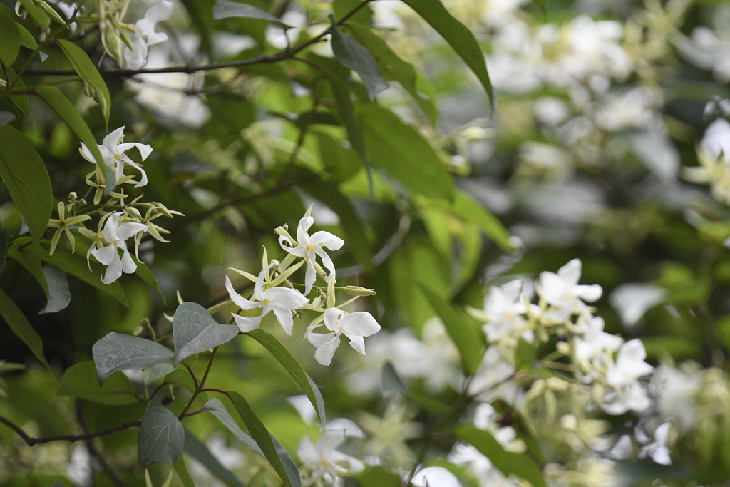 Aganosma