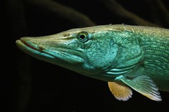 Northern Pike photo 1
