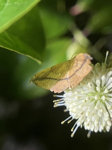 Juniper Geometer Moth photo 6