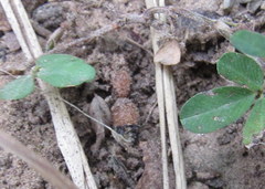 Dasymutilla nigripes