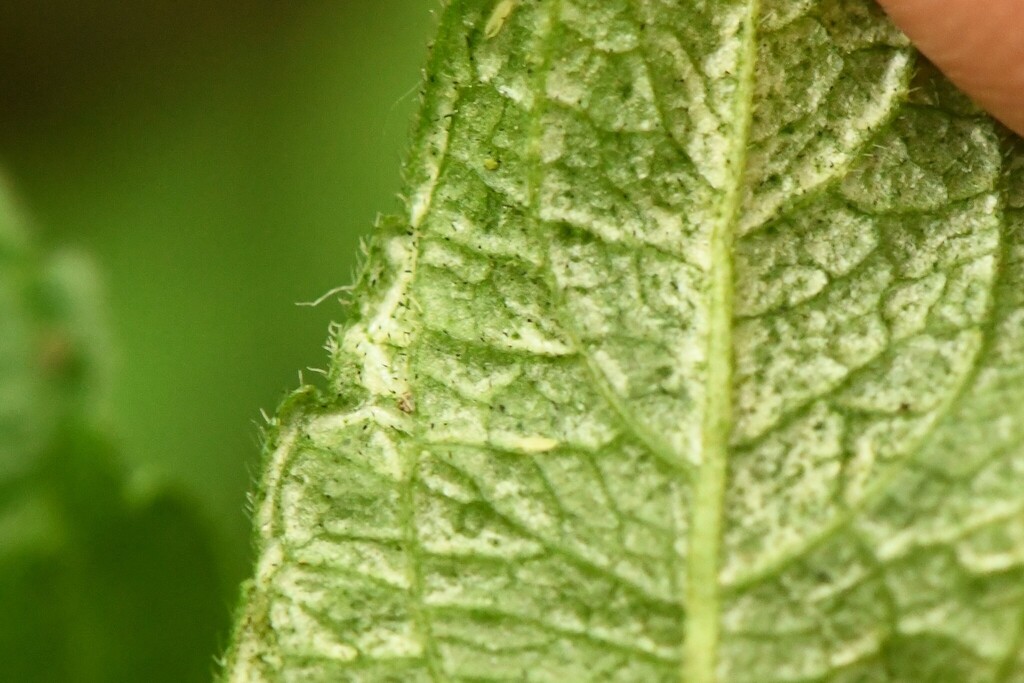 Thrips fulvipes