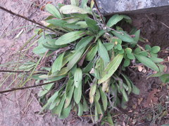 Rudbeckia missouriensis