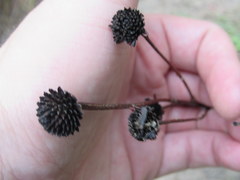 Rudbeckia missouriensis