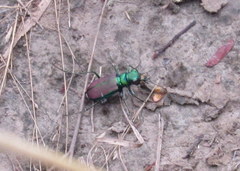 Cicindela splendida