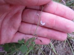 Lespedeza frutescens