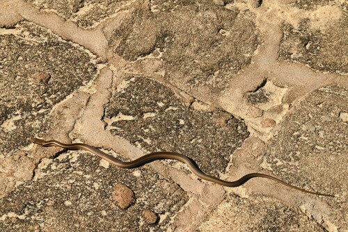 Bernier's Striped Snake