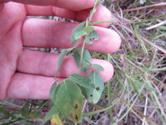 Lespedeza frutescens