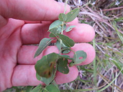 Lespedeza frutescens