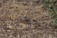 Melaenornis semipartitus