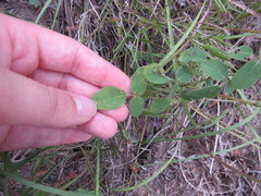 Lespedeza frutescens