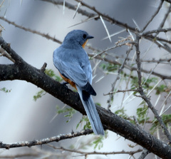 Melaenornis semipartitus