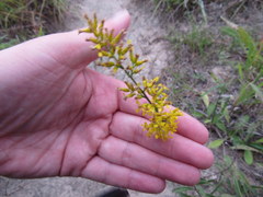 Solidago nemoralis decemflora