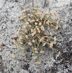 Psammotropha anguina