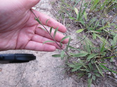 Solidago nemoralis decemflora