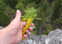 Solidago drummondii