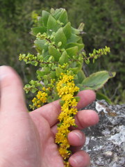 Solidago drummondii