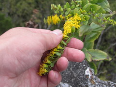 Solidago drummondii